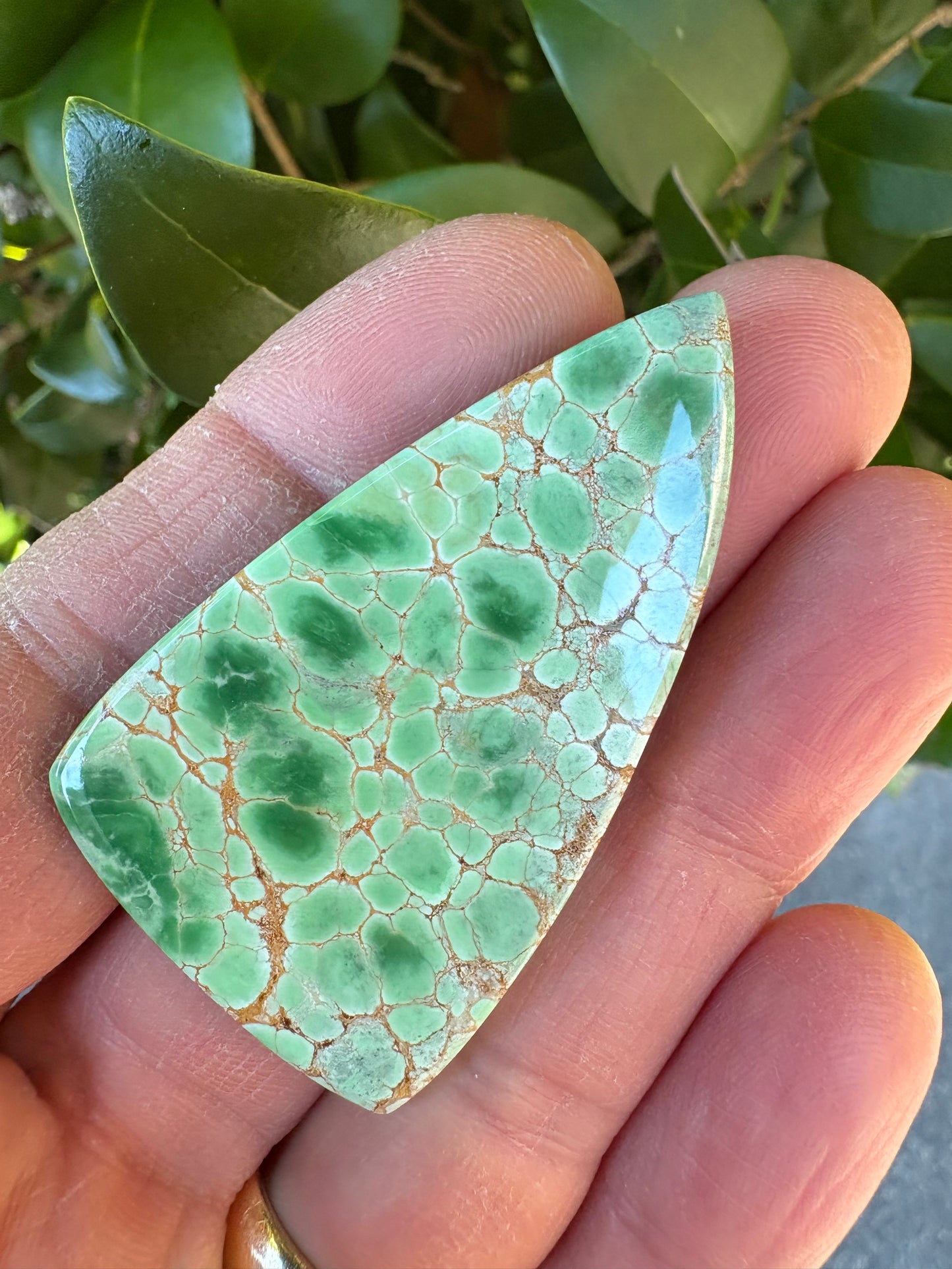 Australian Variscite   77.22 ct  Shield Cab  54.1 x 32.0 x 5.5 mm